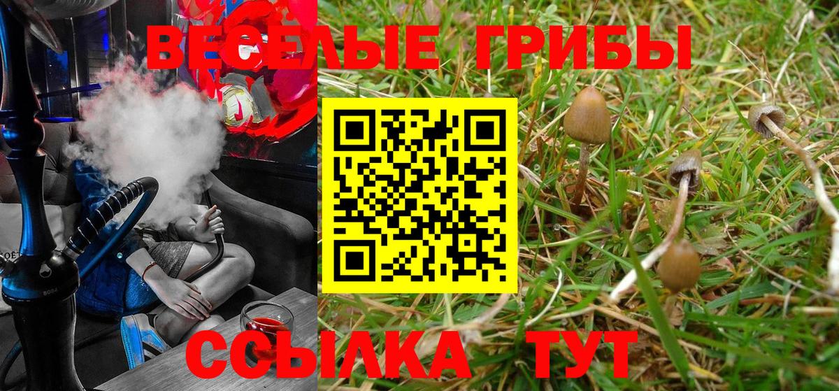 Жуковский  Галлюциногенные грибы Psilocybine cubensis  Вход с VPN 
